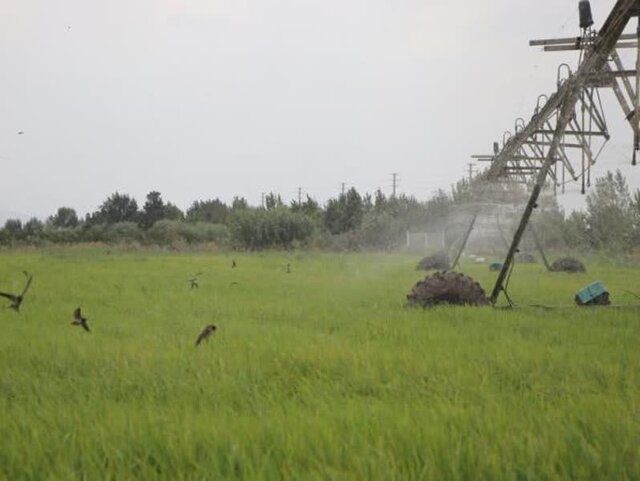 طرح خشکه کاری کشاورزی در ۶ شهر مازندران